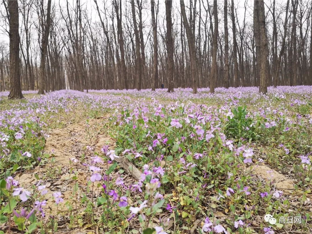 黄河故道50公里越野赛,徒步穿越黄河故道