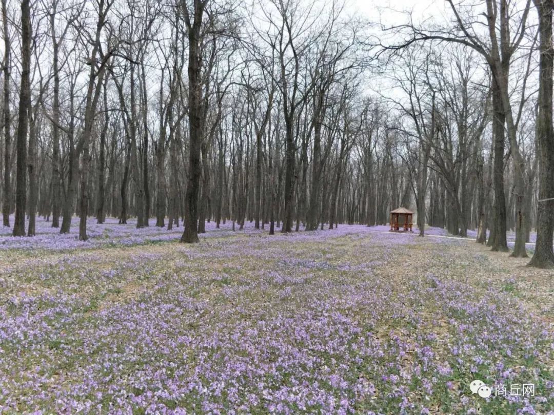 户外徒步穿越七峪沟,第五届黄河故道林海湿地徒步穿越