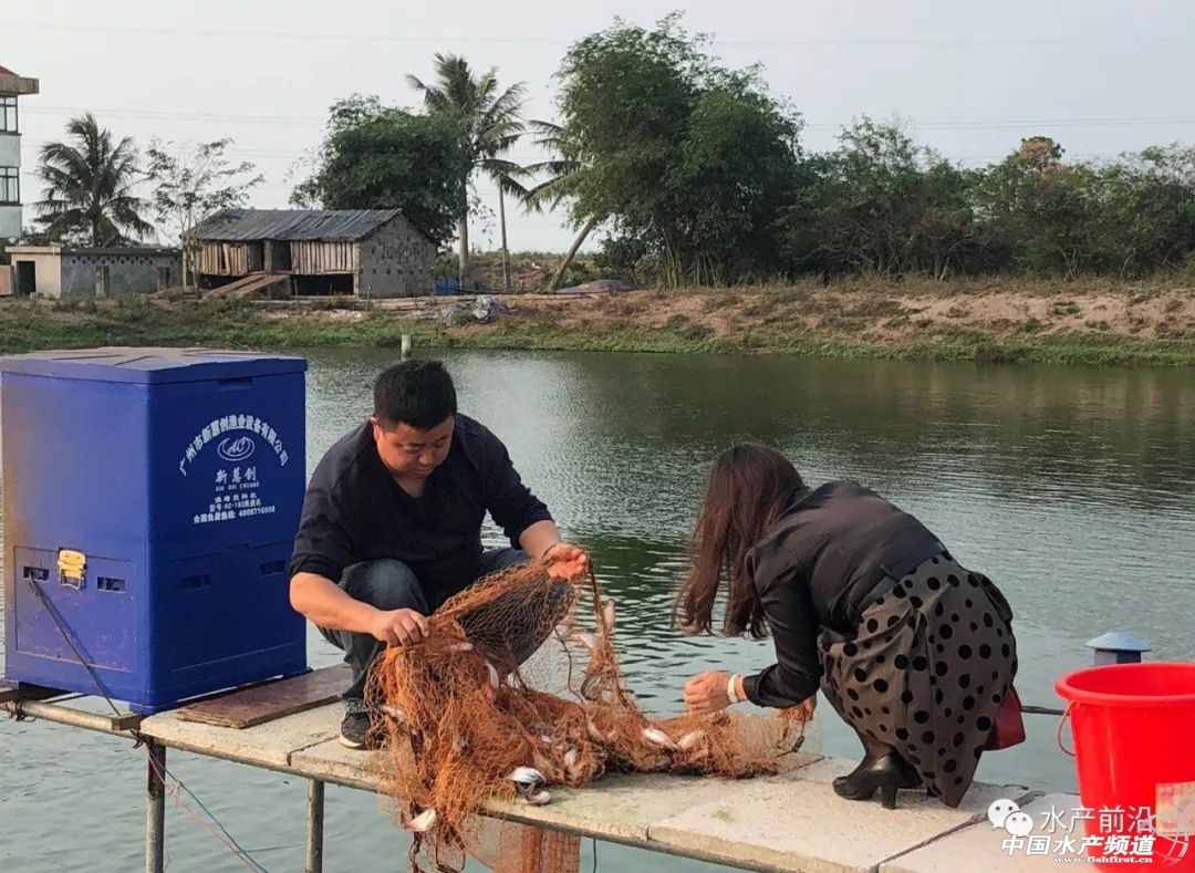 通威最新发布消息,通威降价对下游有什么影响