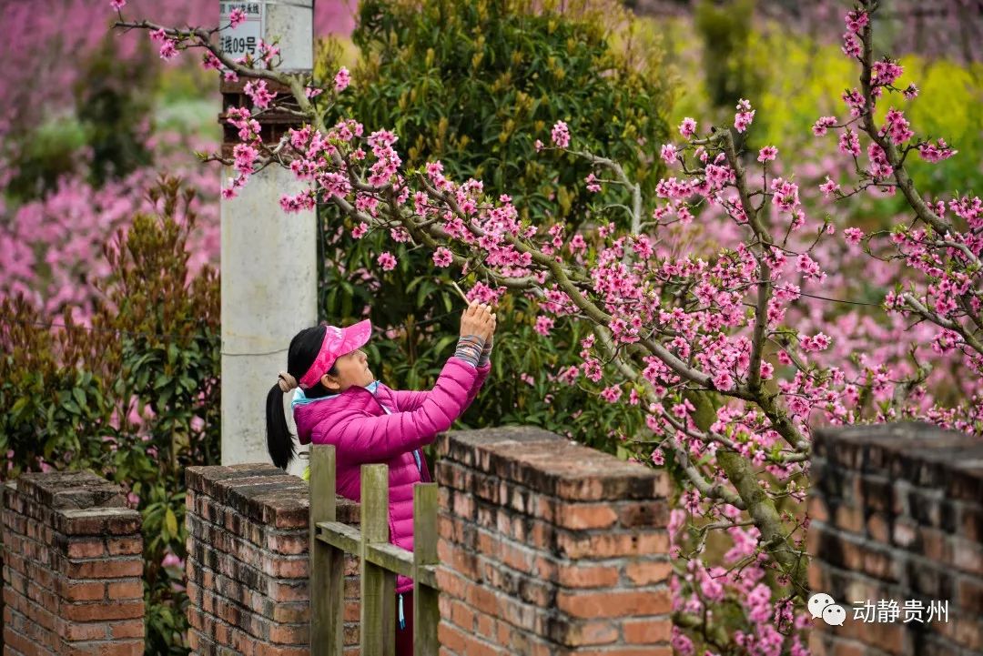 贵阳什么地方桃花开了最美,贵阳桃花盛开的地方