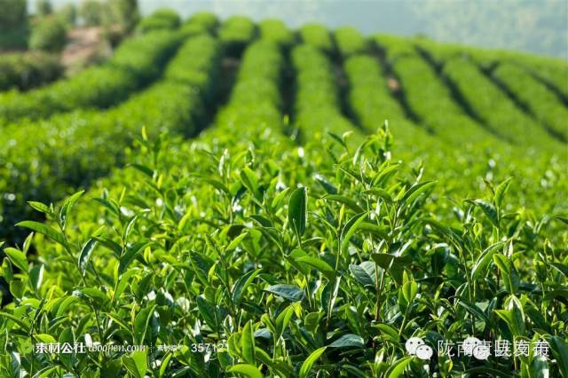 即刻出发旅游怎么样,康县自由行攻略