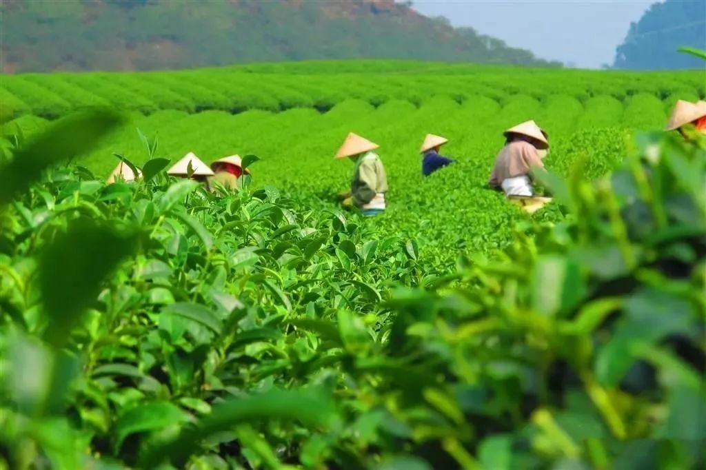 风月无边,茶事正好!这几座茶园里,藏着湖北最美的春天