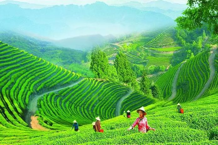 风月无边,茶事正好!这几座茶园里,藏着湖北最美的春天
