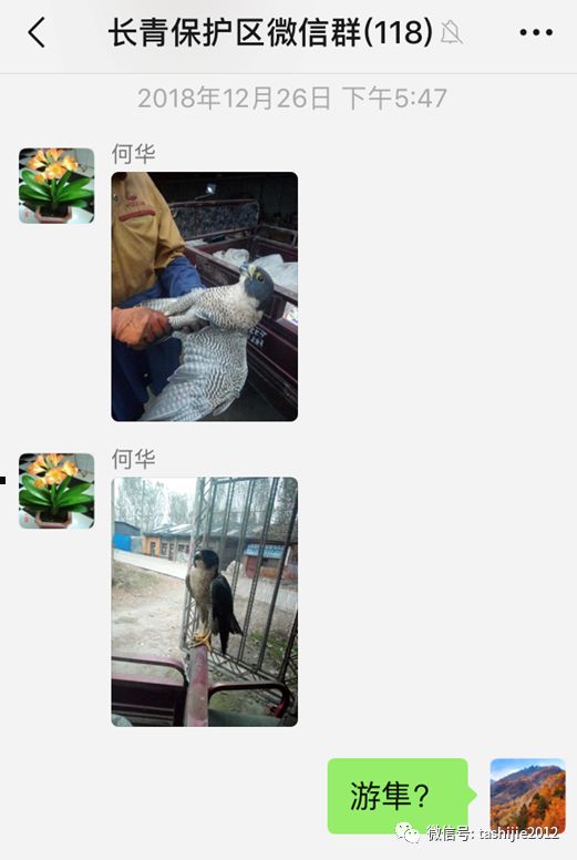 《28天游隼救护日志》