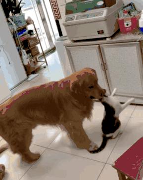 这只金毛老捉弄小猫咪，到底什么仇什么怨啊5555