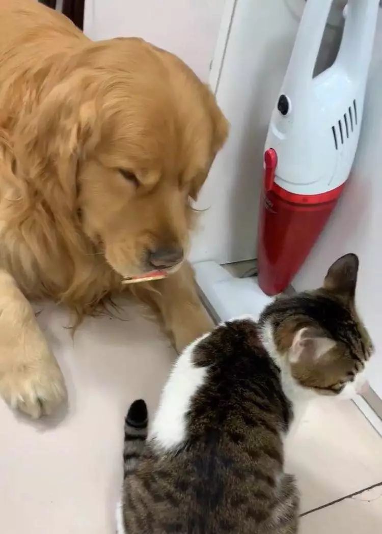 这只金毛老捉弄小猫咪，到底什么仇什么怨啊5555