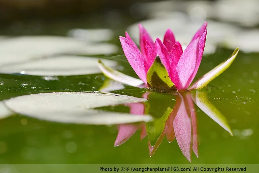 微型睡莲的品种及图片介绍,冬季适合种植的睡莲