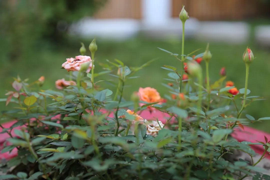 海量美图100张,海量高清美图