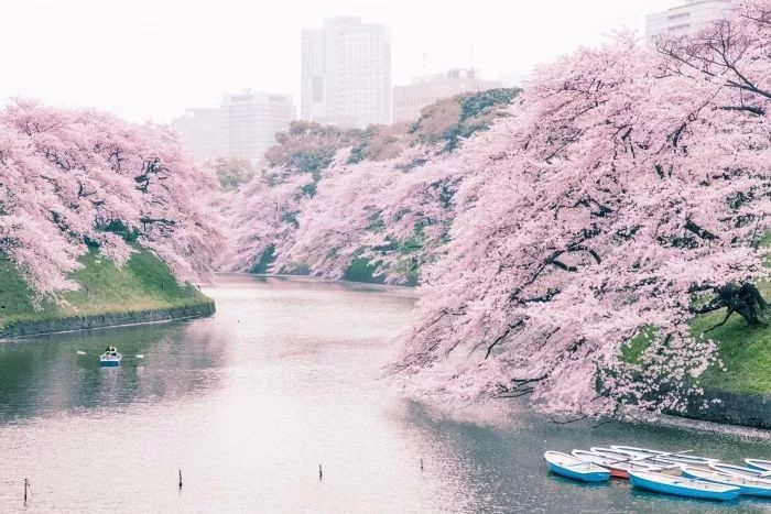 日本有关樱花的照片,日本最美樱花图