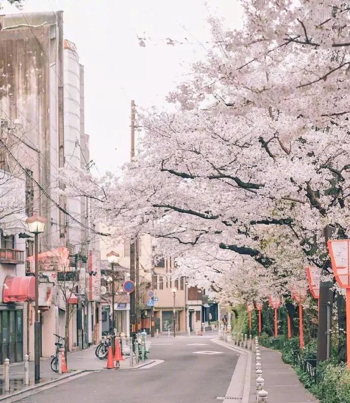 日本有关樱花的照片,日本最美樱花图