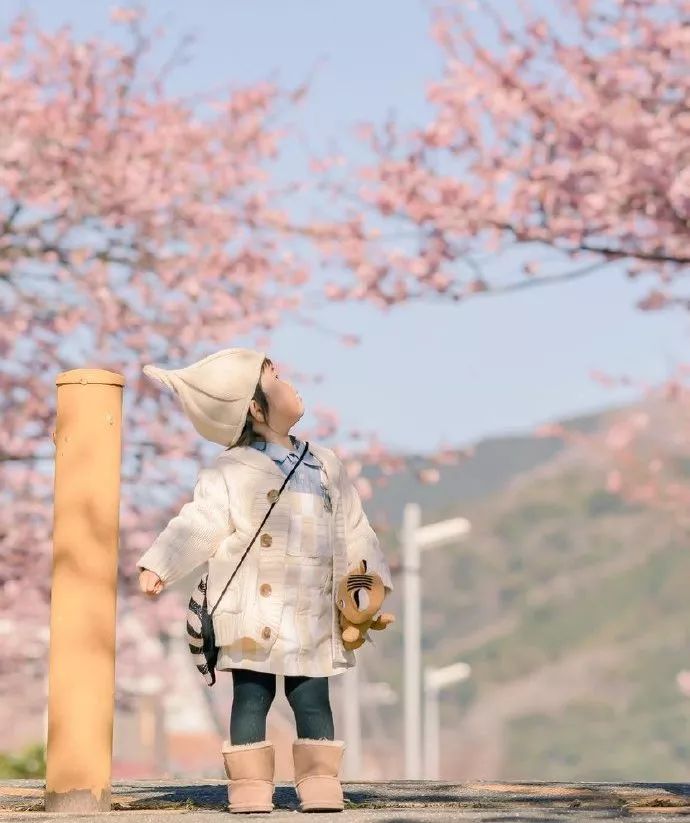 日本有关樱花的照片,日本最美樱花图