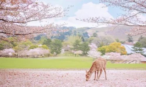 日本有关樱花的照片,日本最美樱花图