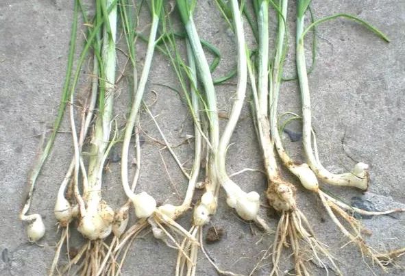 吃了街边买的“青菜”,一家三口急送医!这些菜清明常出没…