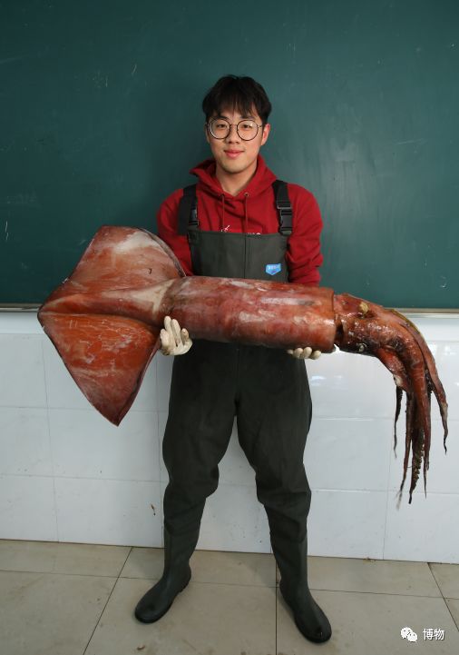 鱿鱼肚子里有长长的塑料片,鱿鱼塑料片