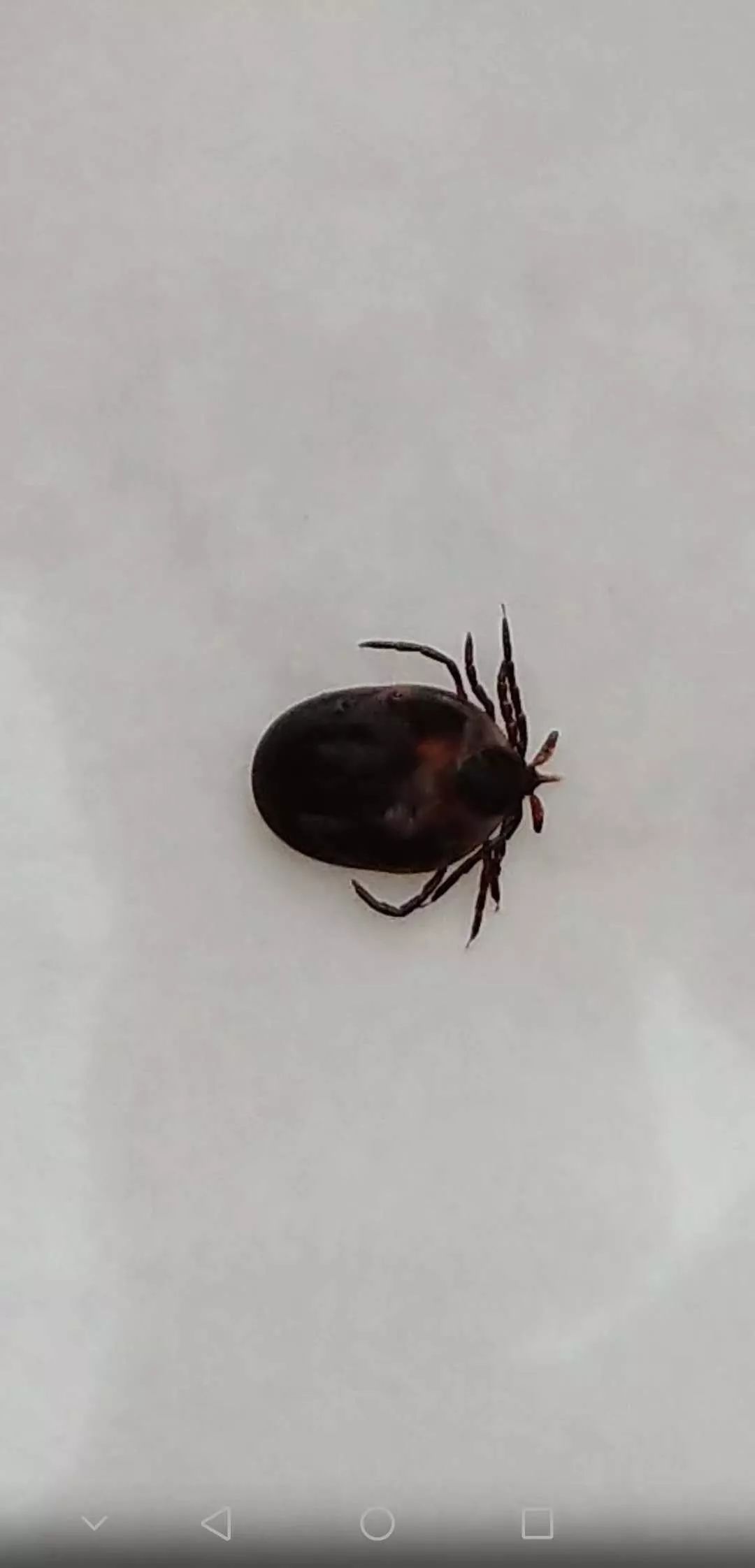 3岁女童头部发痒,3岁孩子突然头痒头皮都抓破了