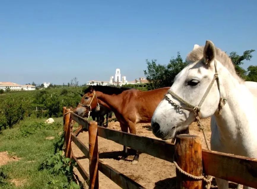 蓬莱哪家住宿好,蓬莱住哪推荐一下
