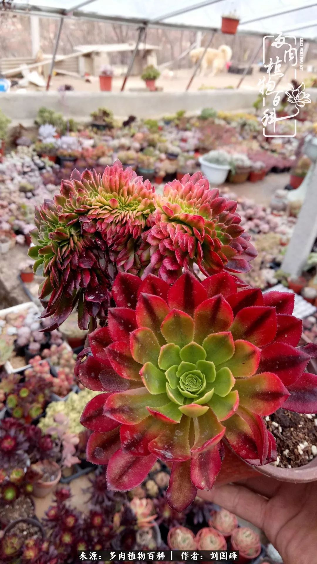 不学无术容易赚大钱,不学无术养多肉摇身一变资产过亿