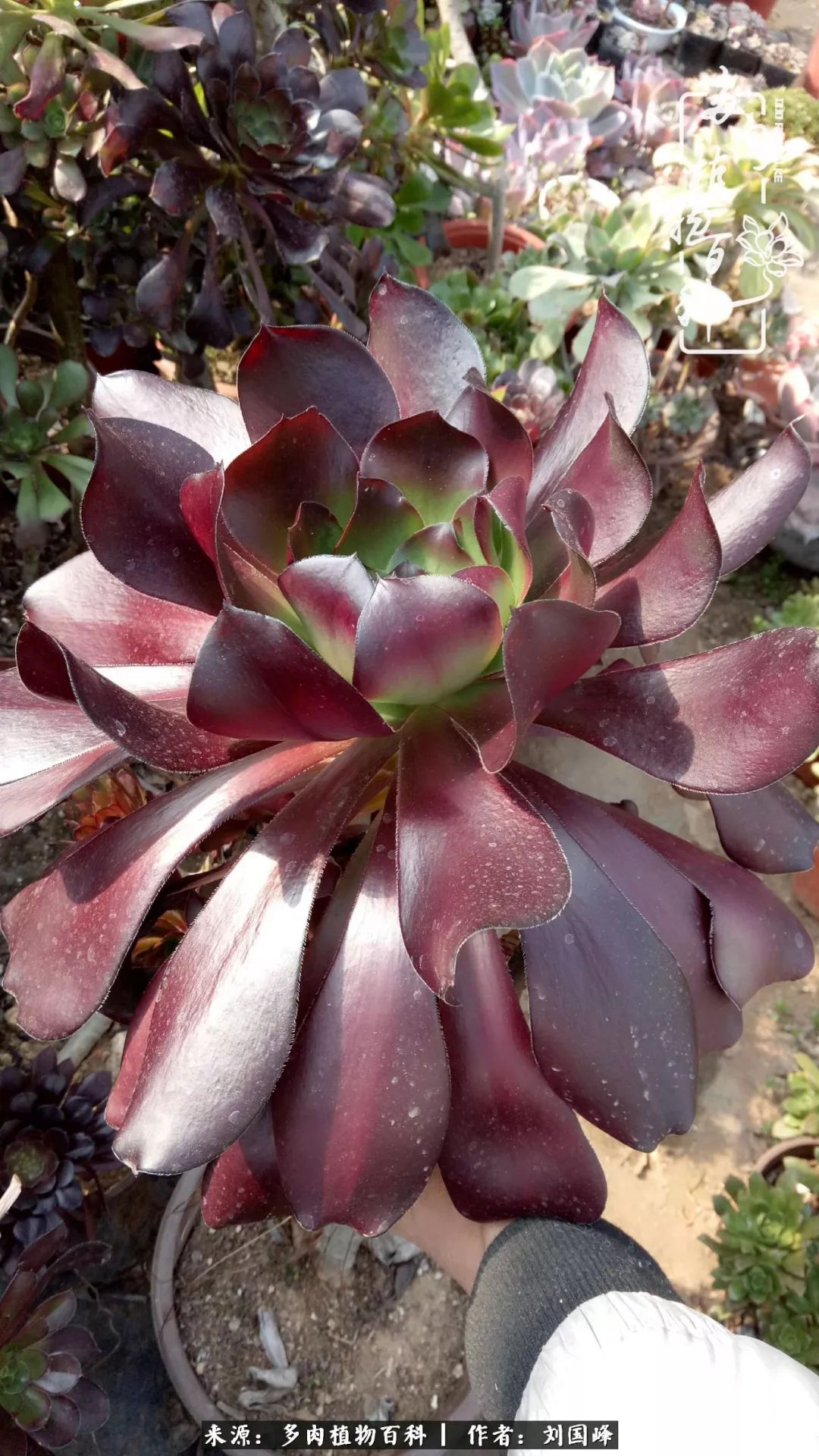 不学无术容易赚大钱,不学无术养多肉摇身一变资产过亿