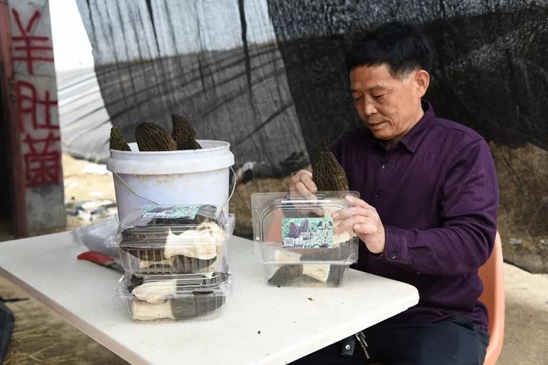 厉害了！栾城这个地方种出了“贵族菌”