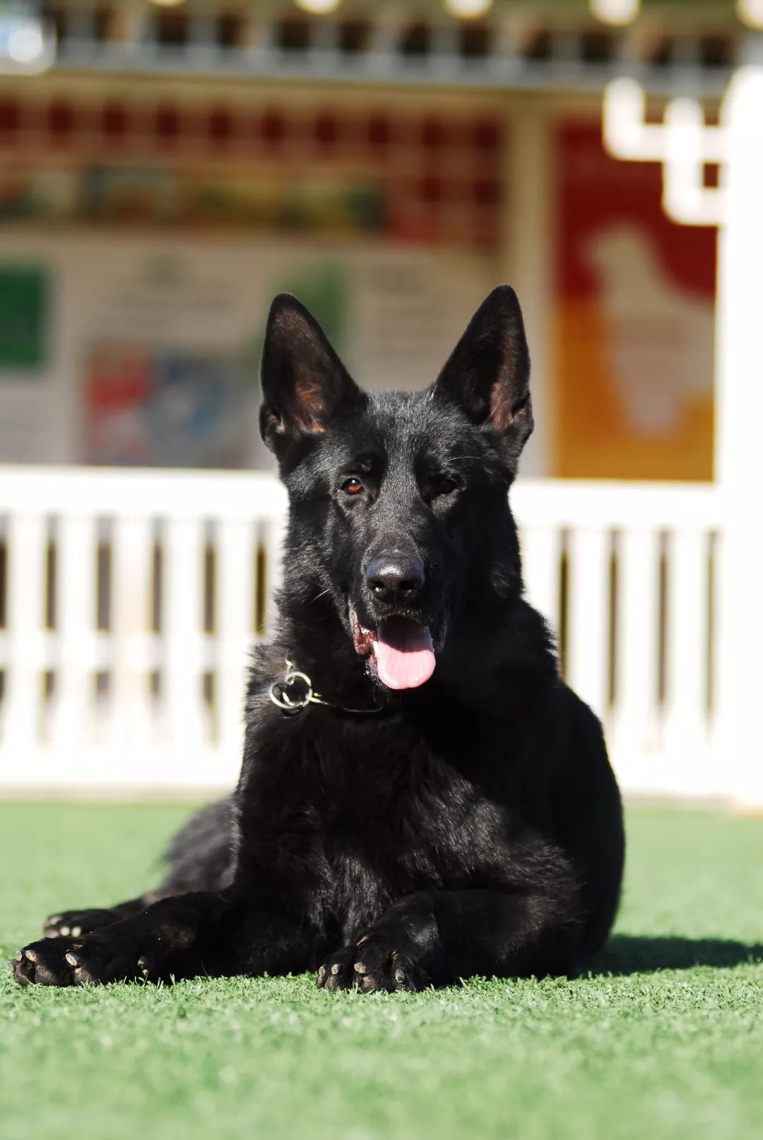 德国牧羊犬历史最重体型,世界上最顶级的德国牧羊犬