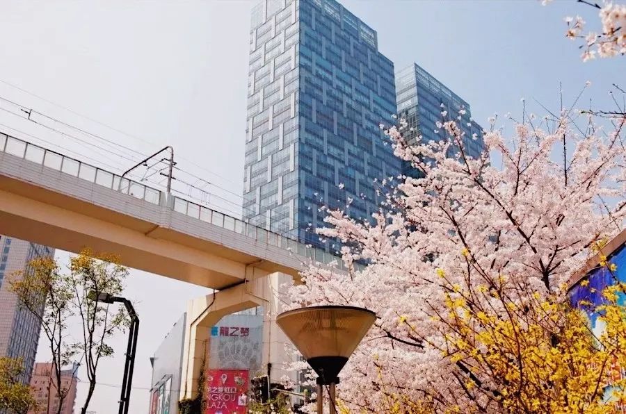 上海顾村公园赏樱花图片,全季顾村公园