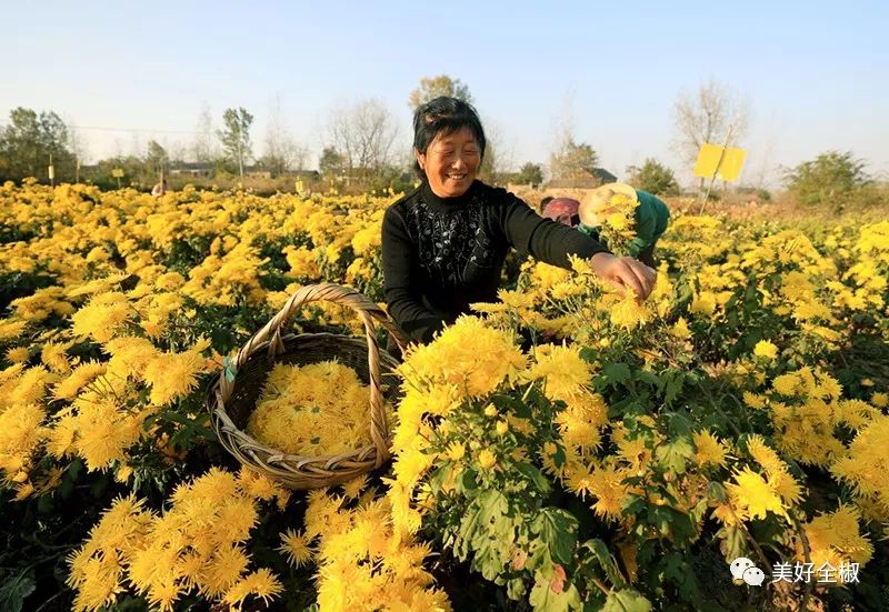 全椒特产滁菊,滁菊花是一般的菊花吗