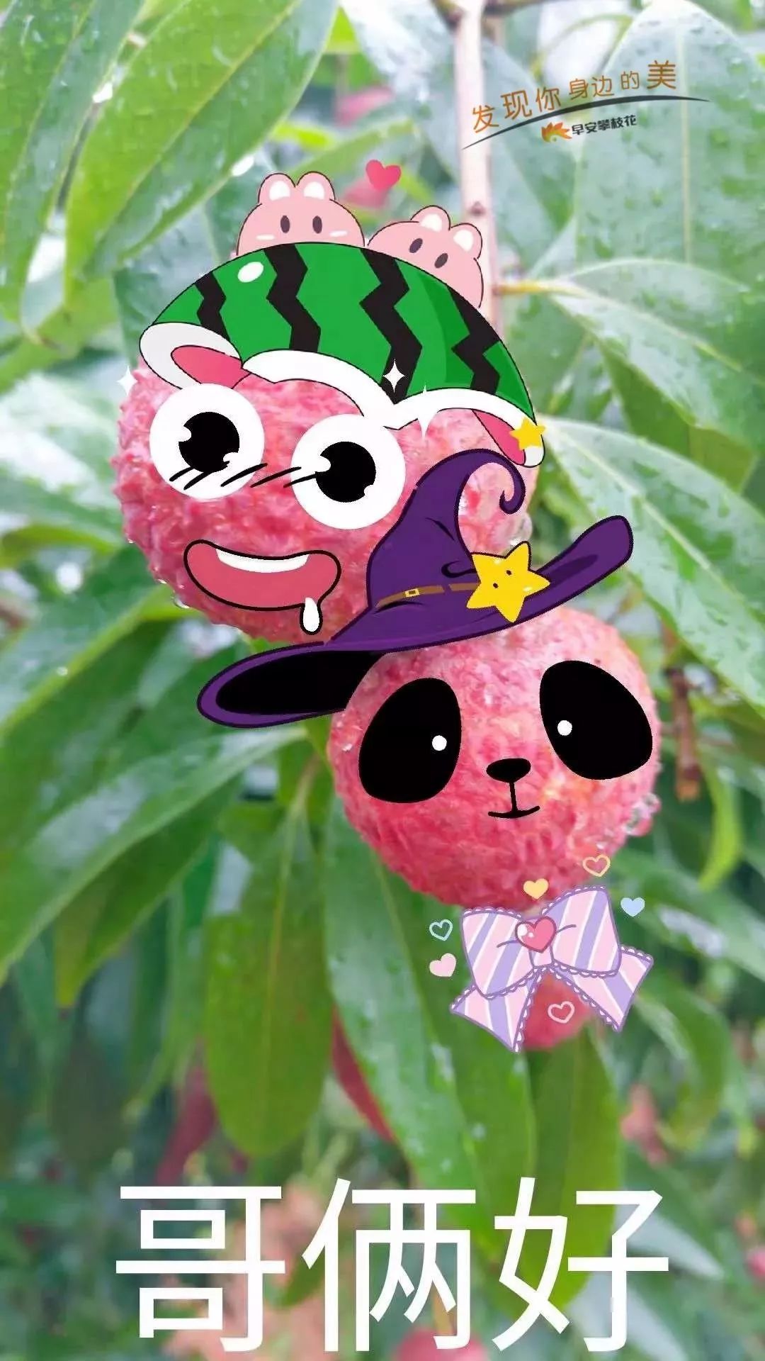 友好互推|攀枝花的吃货嗨起来！这11种水果将要排队上市啰！（内附时间及地点）