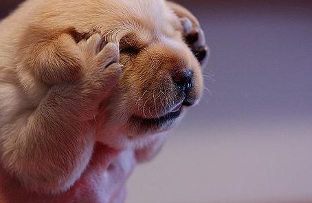 狗狗拉肚子怎么喂狗食,狗狗拉肚子怎么快速止泻最有效