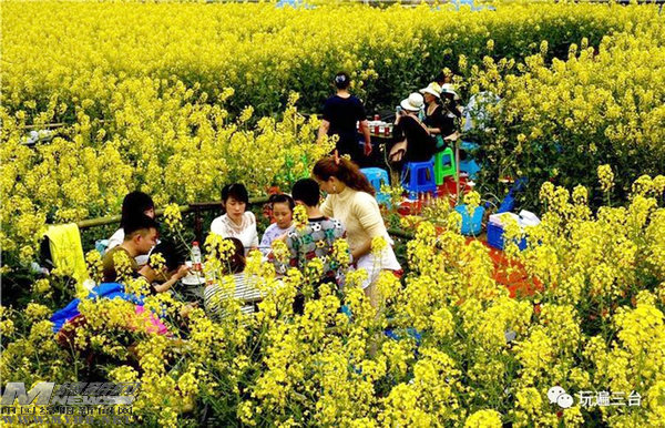 鲜花搭台经济唱戏:“赏花游”带来了什么“钱”景?