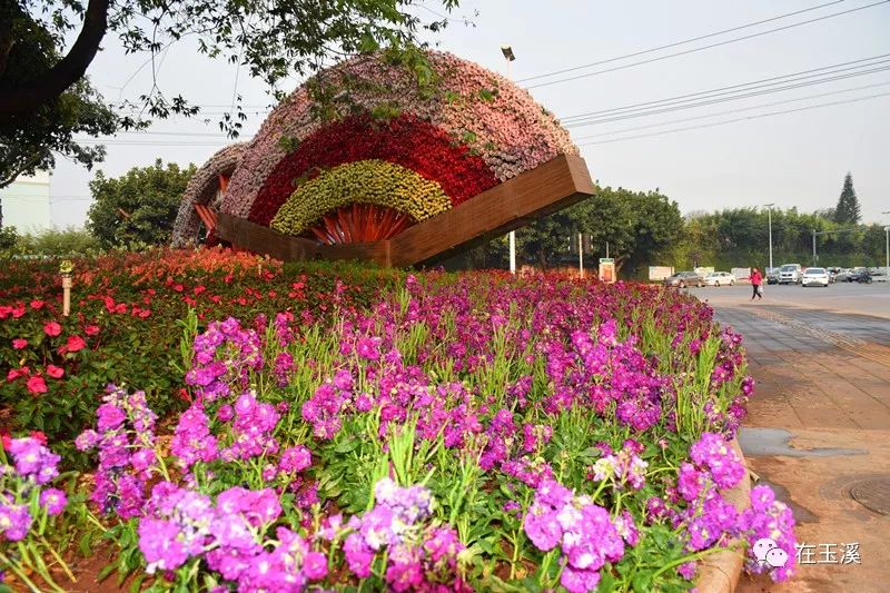 玉溪赏花游玩好地方推荐胜地,哇家玉溪