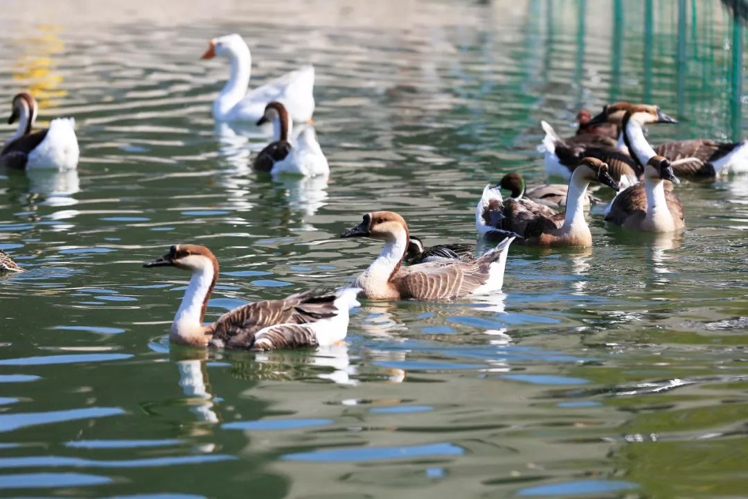 清明节正定赏花游攻略,正定清明踏青好去处