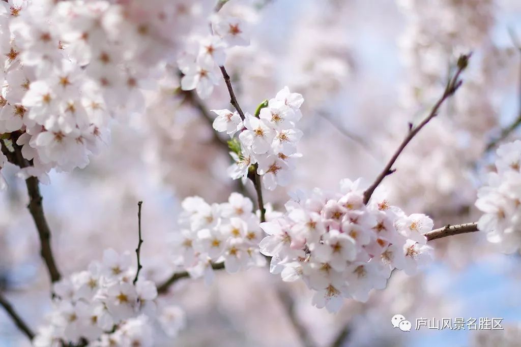 四月中旬的庐山,四月庐山是什么样的