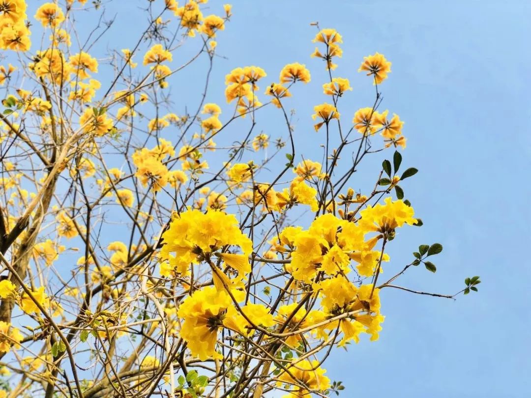 诏安小云水谣,诏安旅游团云水谣景区