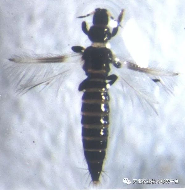 蓟马对小黄瓜的危害图片,小蓟马对人体有什么危害