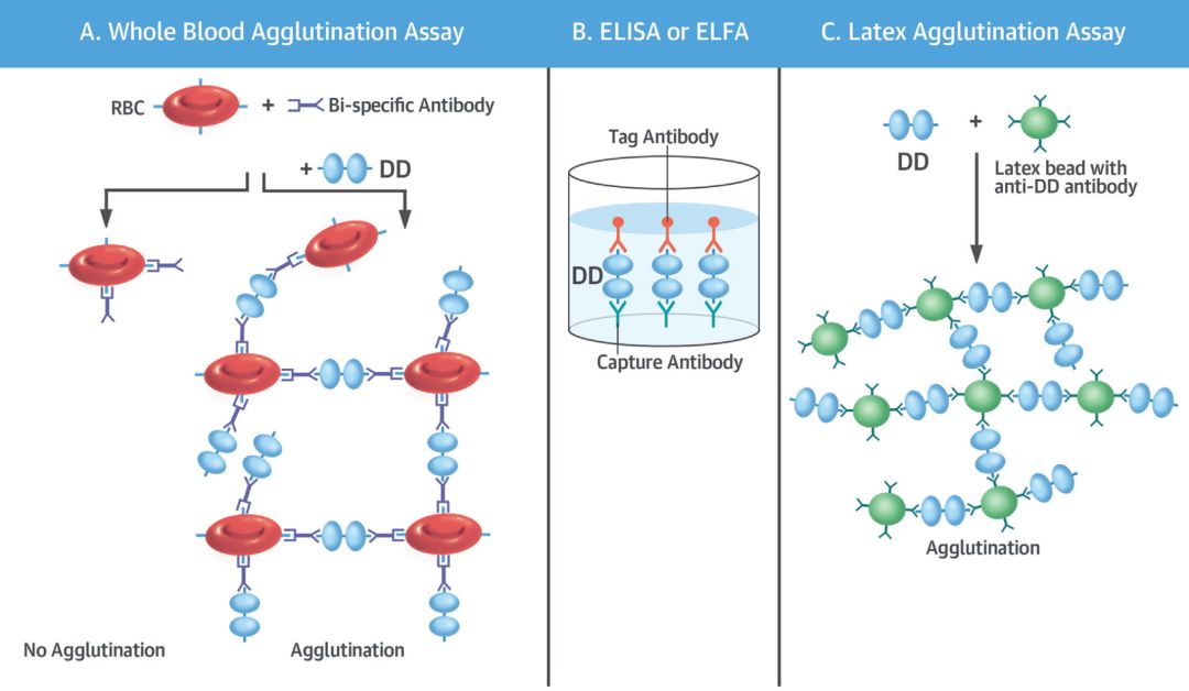 关于d二聚体升高的一些解读,关于d二聚体的描述