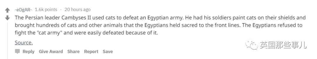 棕熊参军打仗，猫咪击败一支*队军**...真实的历史故事比小说脑洞更大