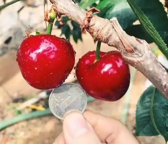 前国门安琦家的樱桃又来啦!为了孩子,他用守护球门的双手,种出了汁多甘甜的超好吃樱桃