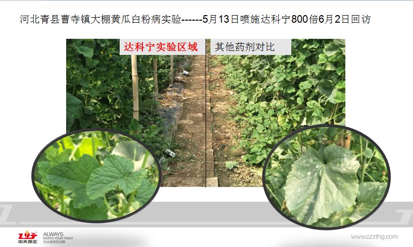 达科宁杀菌剂,达科宁百菌清杀菌剂