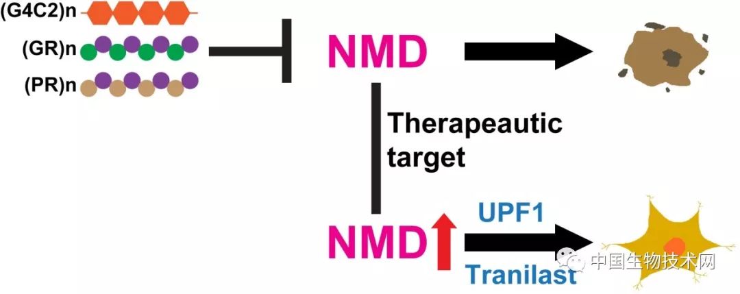 渐冻人症被治愈的先例,研究出渐冻症特效药