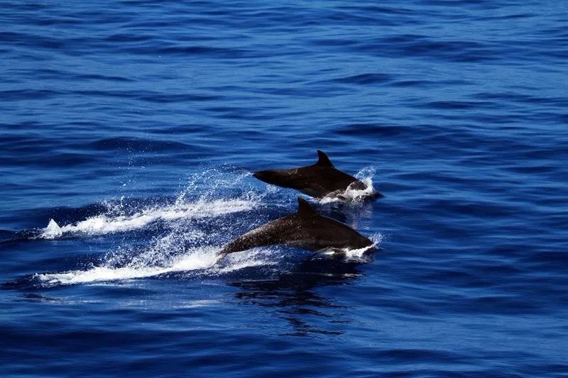 鍗楁捣鑸伴槦姘村叺瑙嗛,娴峰啗鍗楁捣鑸伴槦姘村叺瑙嗛