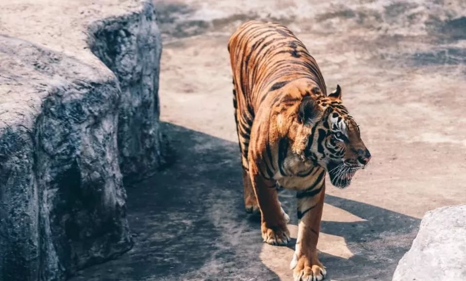 泰国曼谷芭堤雅6日5晚跟团游,曼谷芭提雅六日跟团游不含机票