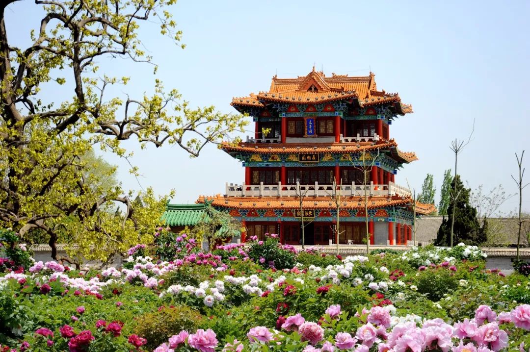 菏泽观赏牡丹花基地,菏泽牡丹花什么时候欣赏最好