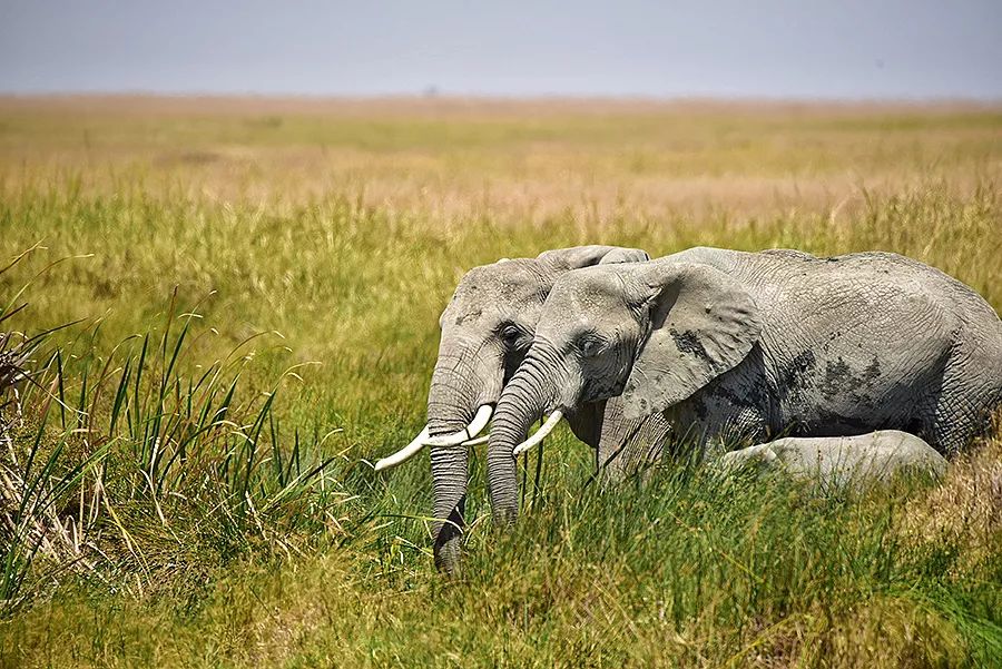 探索非洲动物世界|非洲—坦桑尼亚