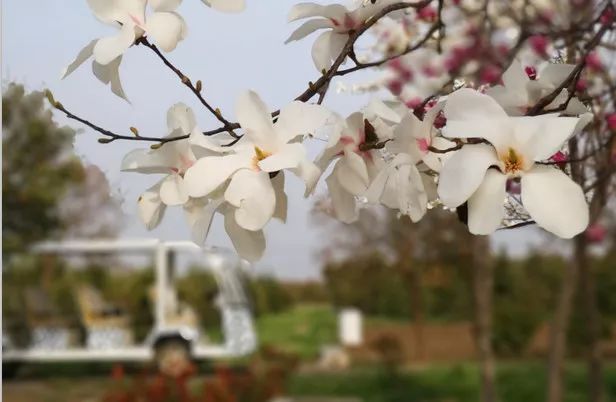 赏花采摘看马战，快来祥和庄园迎娶“春天”！