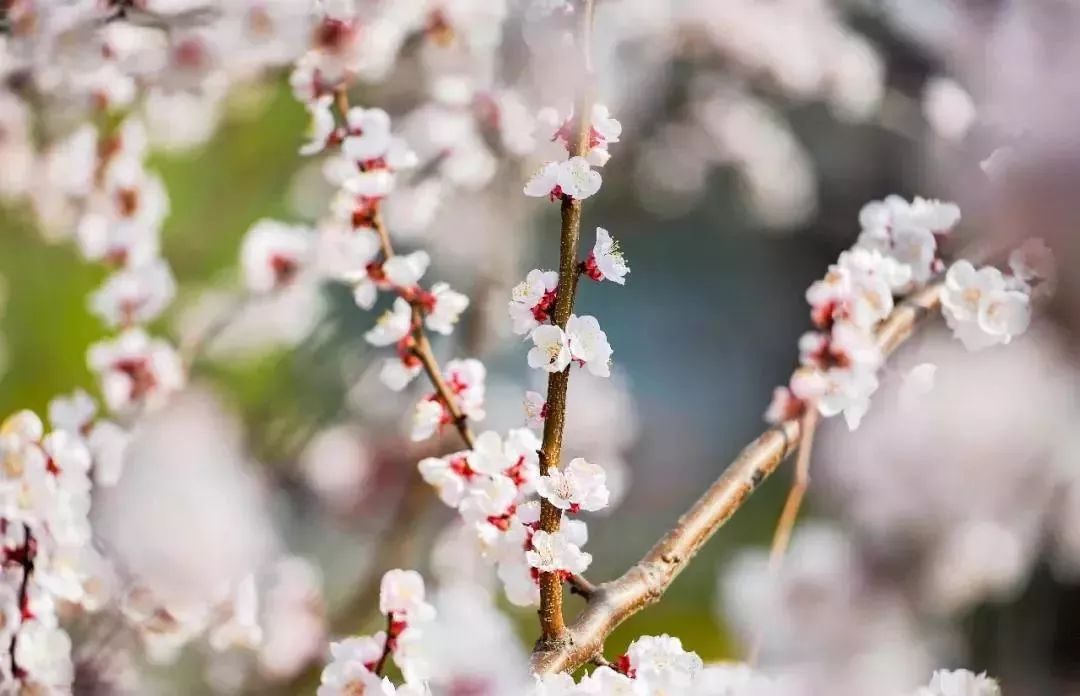 赏花采摘看马战，快来祥和庄园迎娶“春天”！
