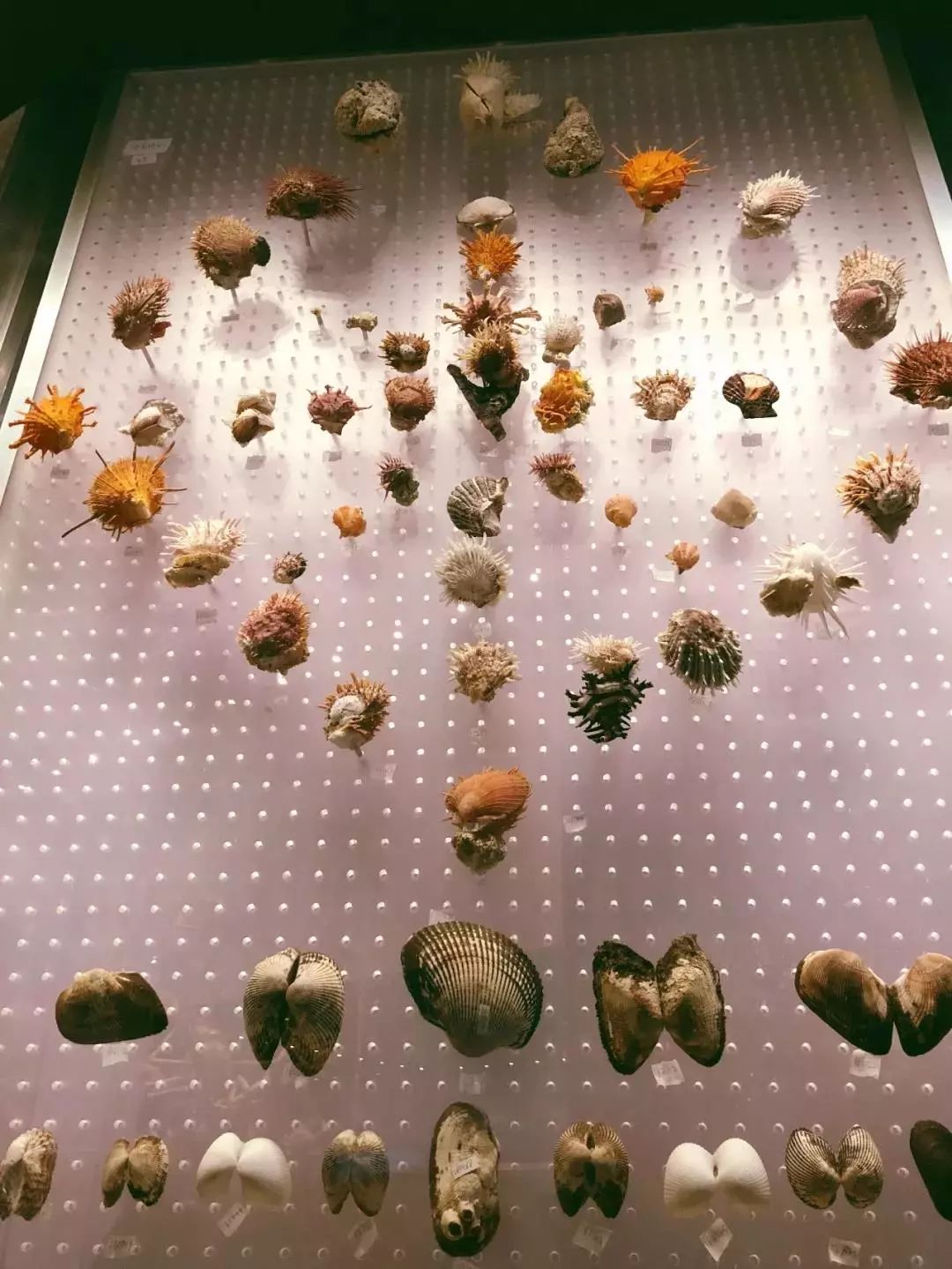 北京海洋博物馆海上故宫,国家海洋博物馆免费预约能看什么