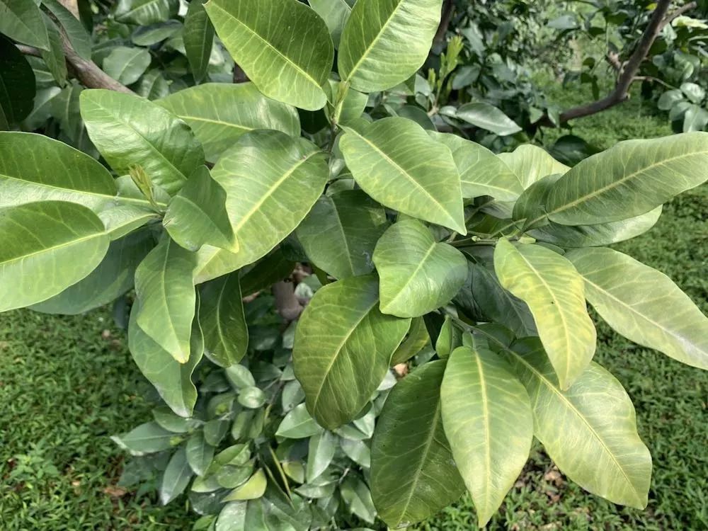 柑橘黄化的原因和治疗方法,柑橘黄化最新治疗方法