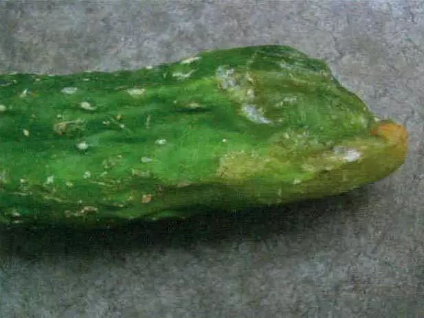 真菌细菌病毒辨别小技巧,快速识别病毒和细菌方法