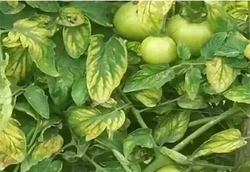 真菌细菌病毒辨别小技巧,快速识别病毒和细菌方法