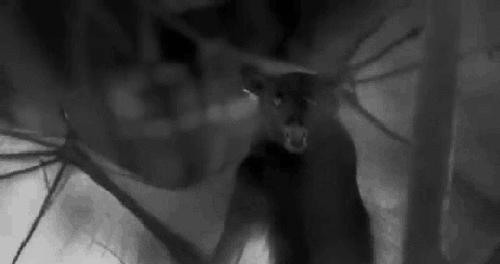 让蚊子快速灭绝的音乐,灭绝的驱蚊神曲